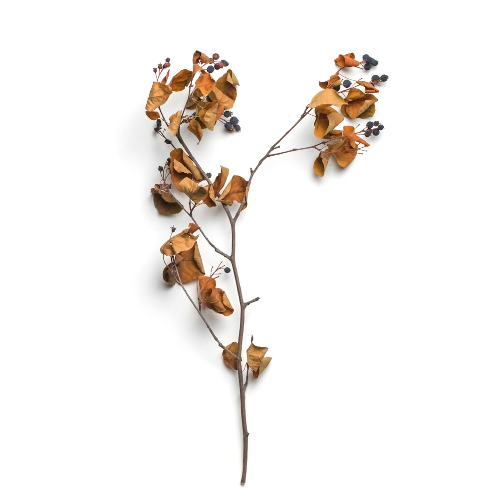 brown leaf plant branch on white surface