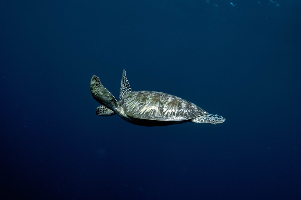 gray sea turtle underwater