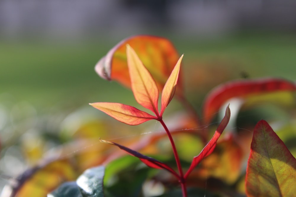 green and red leafed plant