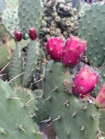A close-up view of a prickly pear cactus with vibrant magenta fruit growing on its pads. The green cactus pads are covered in sharp spines, and several fruit clusters are visible in the background.