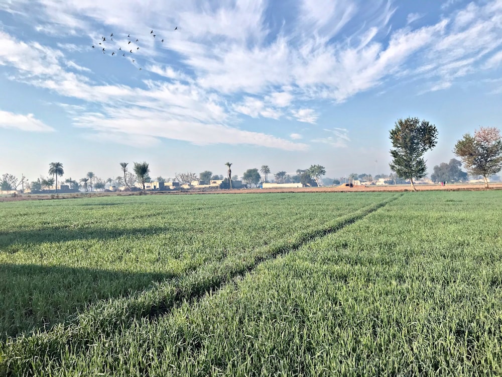 green plant field during day