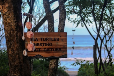 A wooden sign attached to a tree trunk by the ocean reads 'Sea turtles nesting, do not disturb.' Pink pom-poms and seashell decorations hang from the tree branches. The background features a scenic view of the ocean and a slightly blurred horizon.