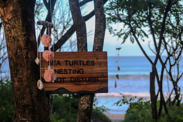 A wooden sign attached to a tree trunk by the ocean reads 'Sea turtles nesting, do not disturb.' Pink pom-poms and seashell decorations hang from the tree branches. The background features a scenic view of the ocean and a slightly blurred horizon.