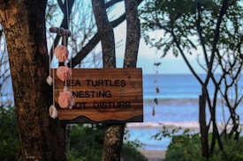 A wooden sign attached to a tree trunk by the ocean reads 'Sea turtles nesting, do not disturb.' Pink pom-poms and seashell decorations hang from the tree branches. The background features a scenic view of the ocean and a slightly blurred horizon.