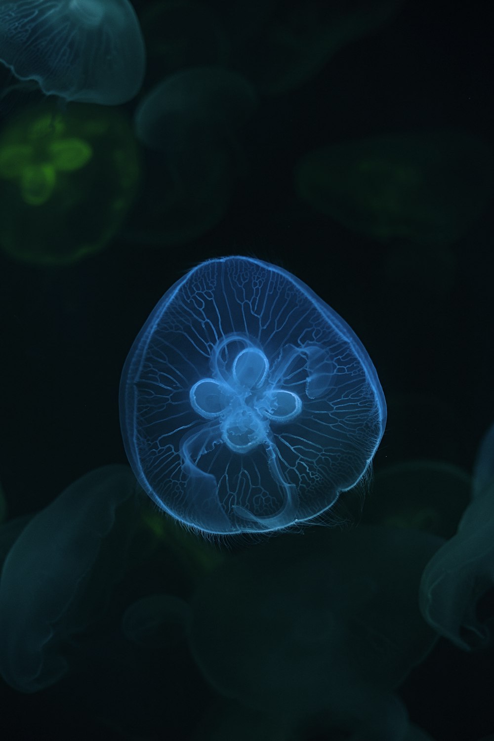 white jellyfish photograph