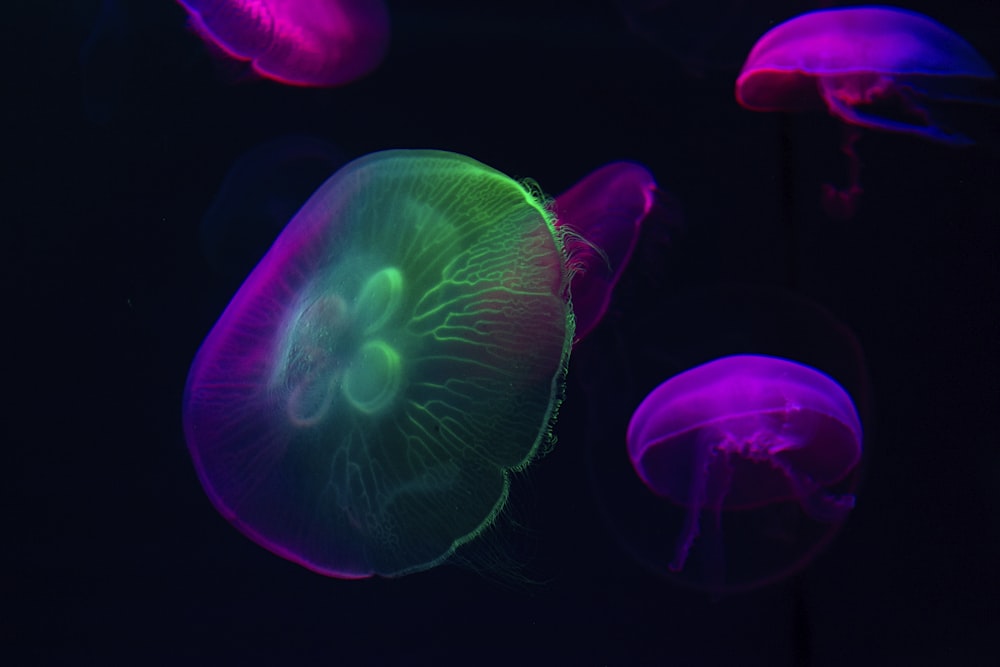 purple and green jellyfish photograph
