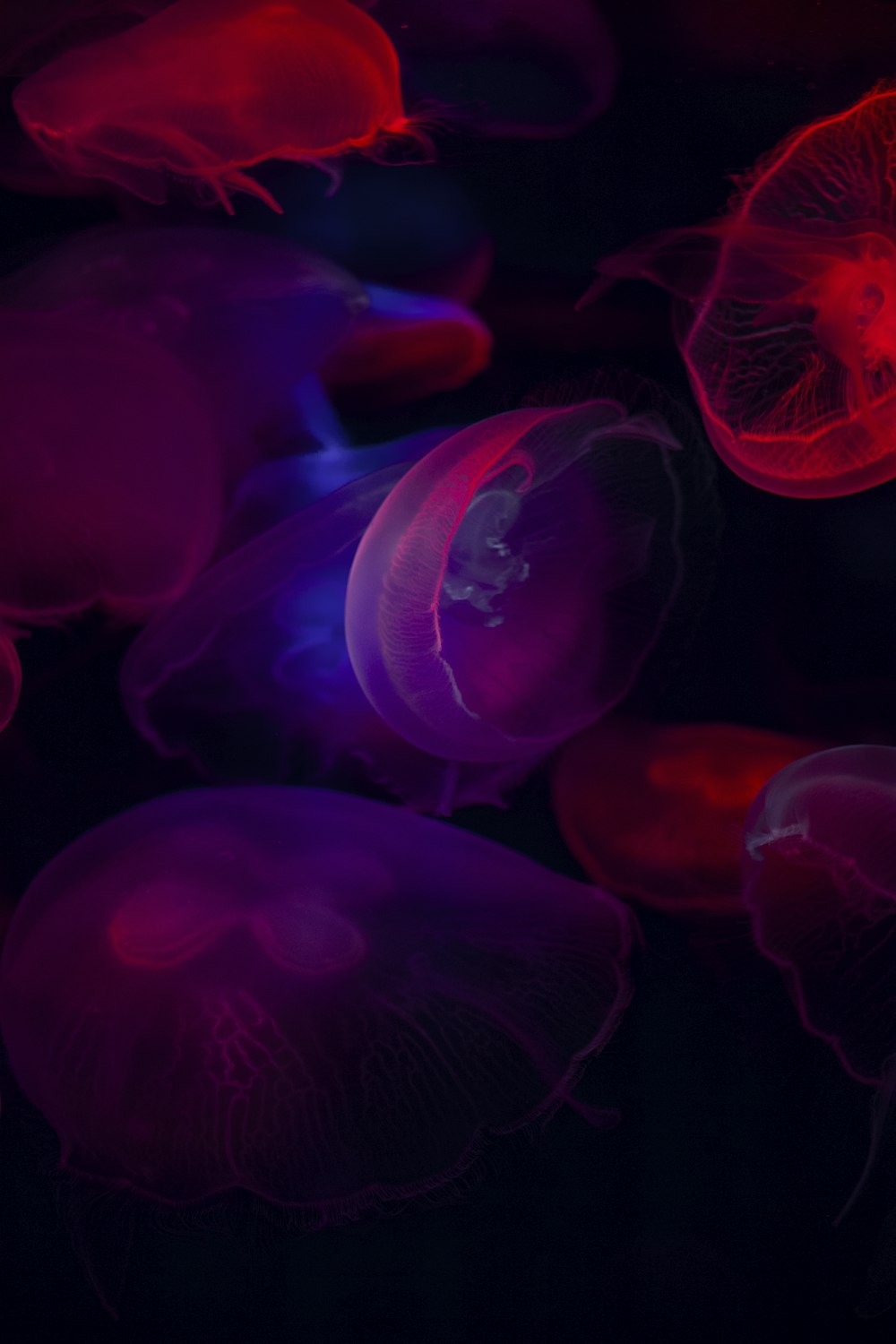 several jellyfish underwater