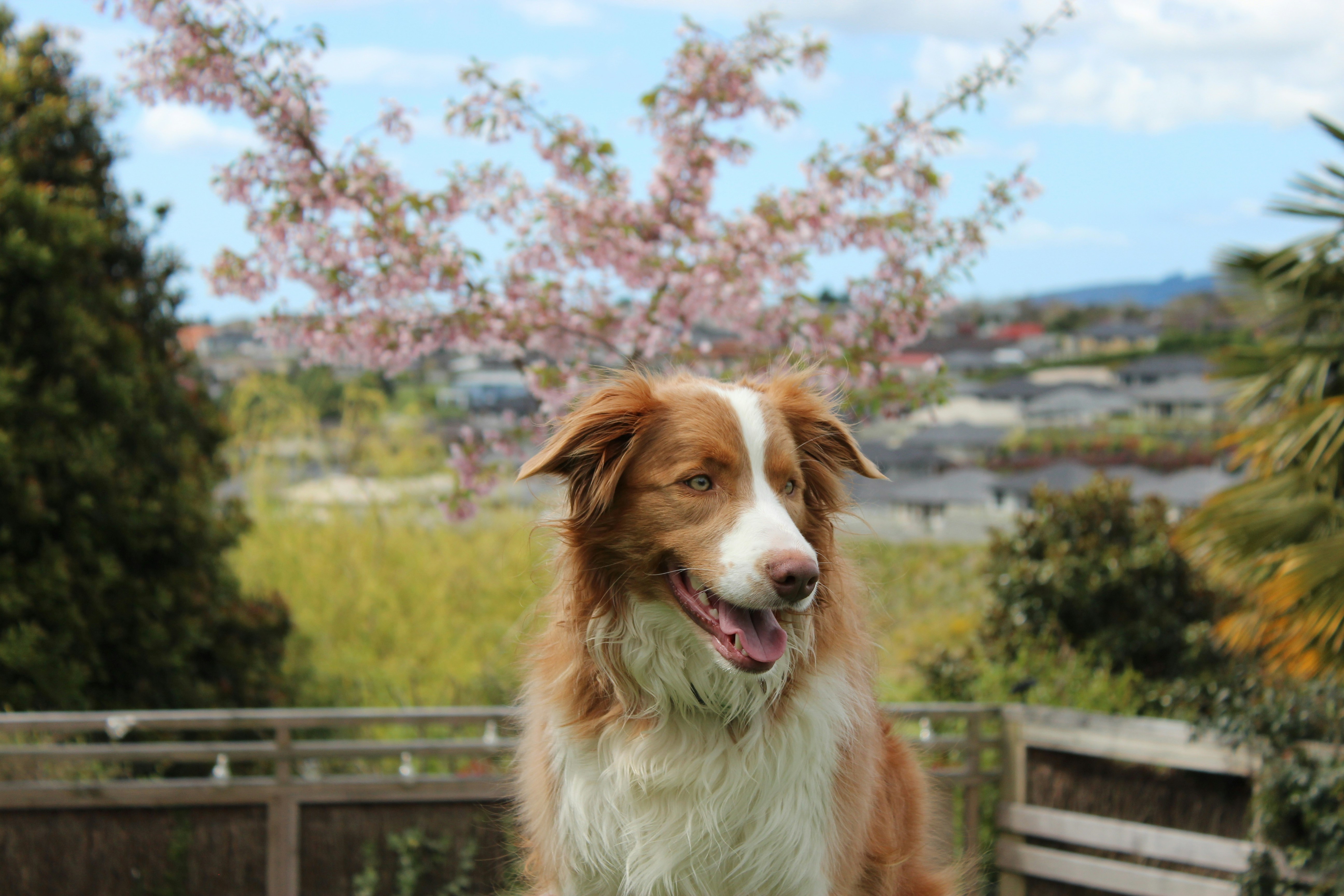 Brown And White Border Collie Standing Near Fence Photo Free