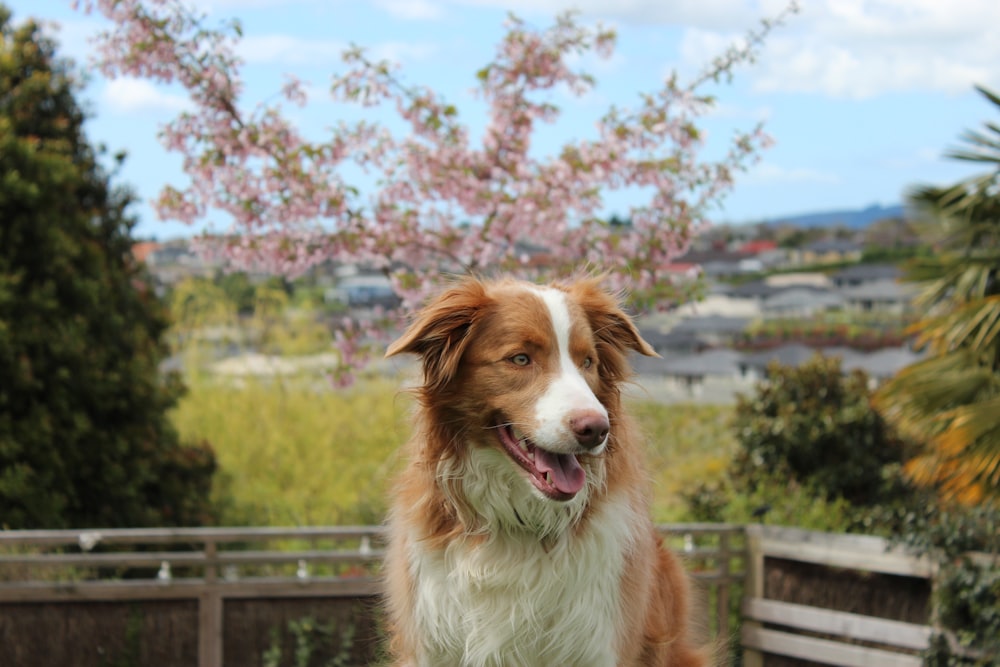 brown and white Border Collie standing near fence