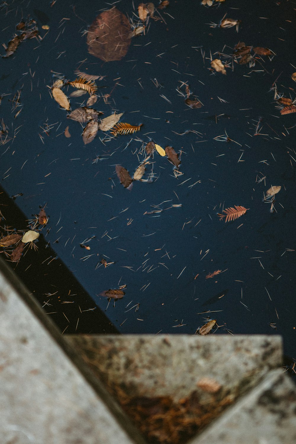 pond of floating leaves and fishes