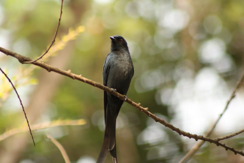 shallow focus photo of black bird