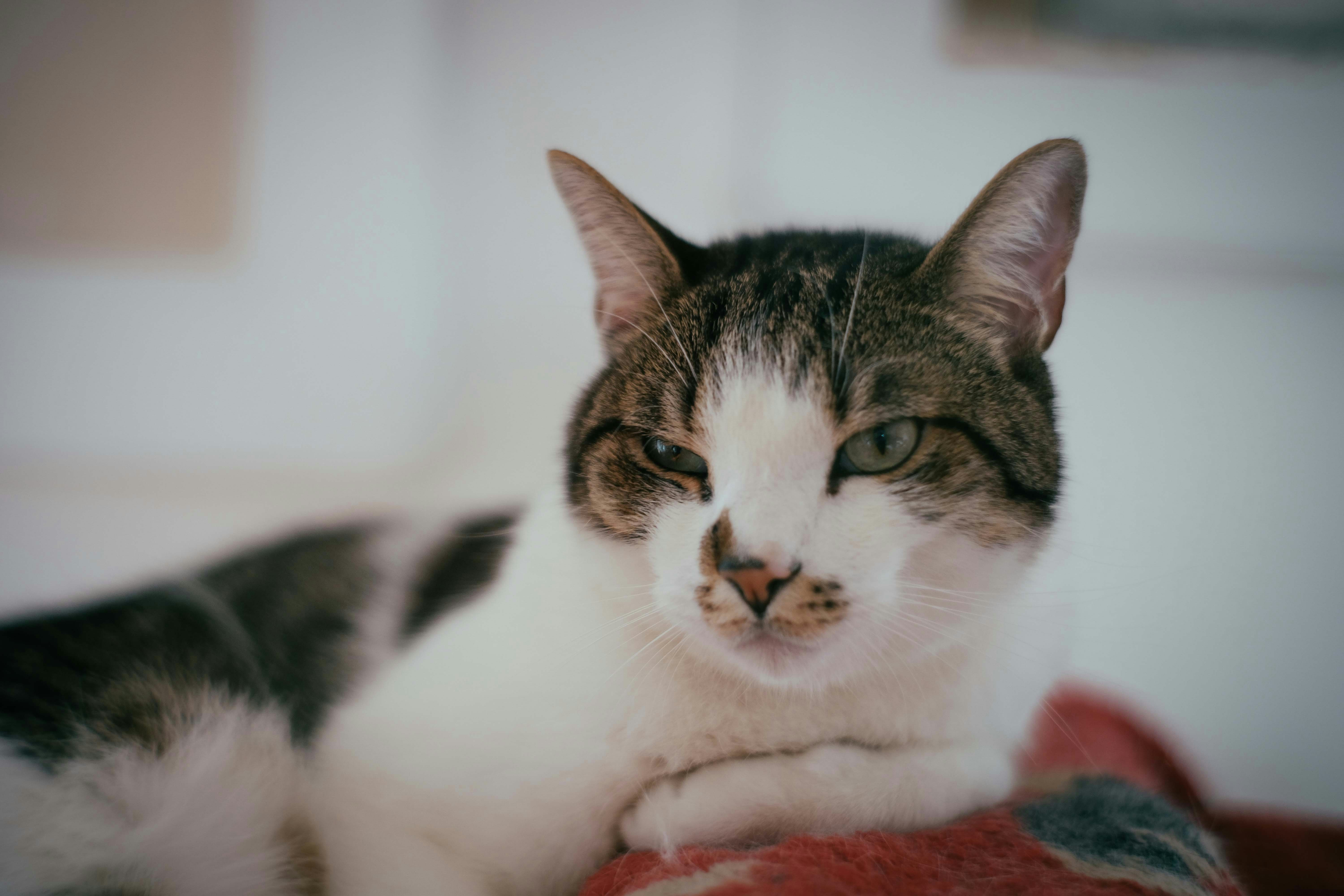 Photo by francesco_ungaro