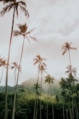 coconut trees during day