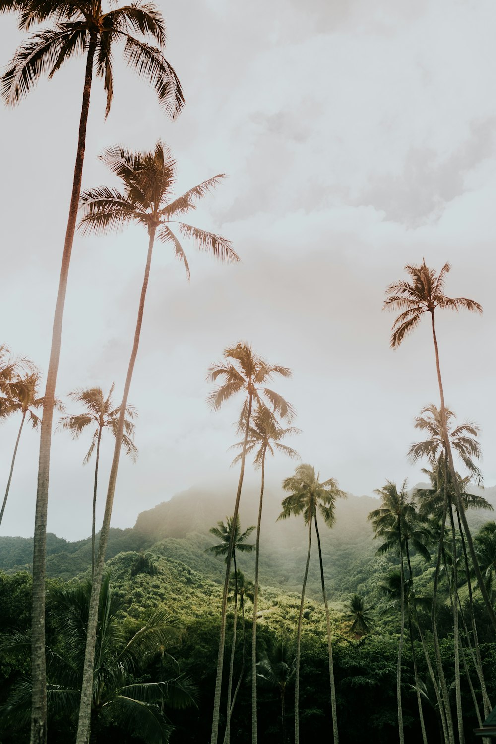 coconut trees during day