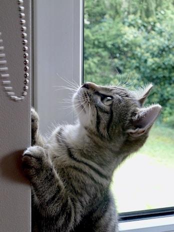 A curious tabby cat batting at a feathered Redbarn teaser wand by a cozy window.