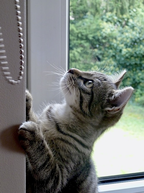 A curious tabby cat perched on a windowsill, eyeing a feathered teaser toy with bright eyes