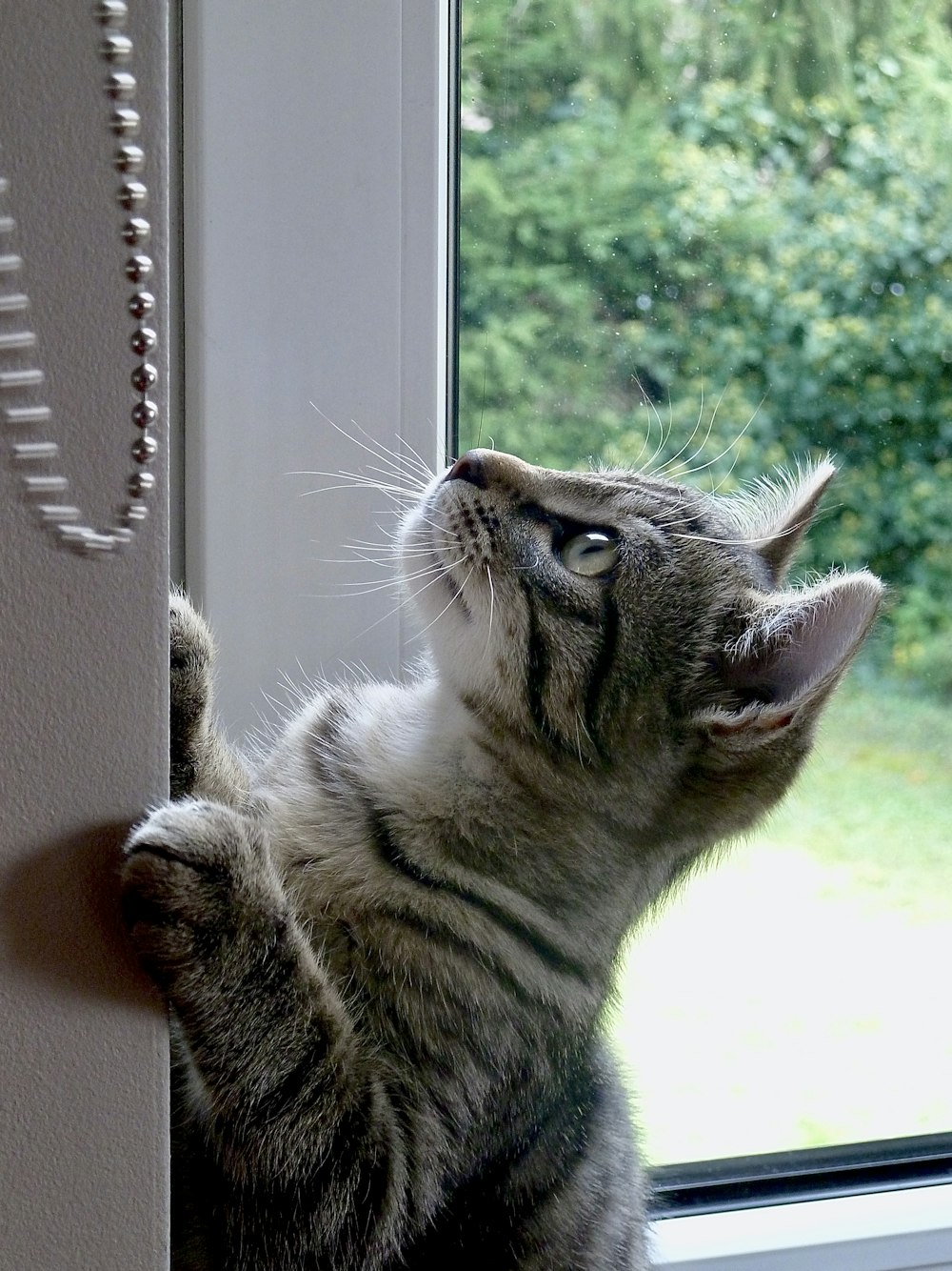 shallow focus photo of silver tabby kitten beside window