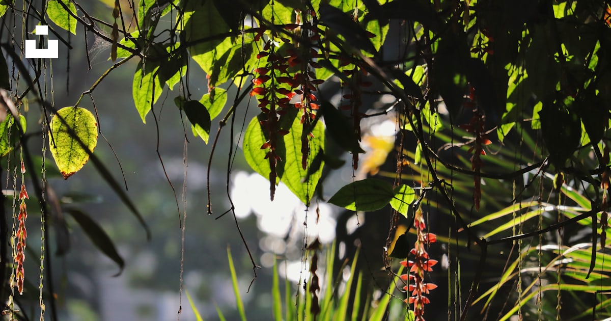Fleurs à pétales rouges photo – Image gratuite de Forêt sur Unsplash