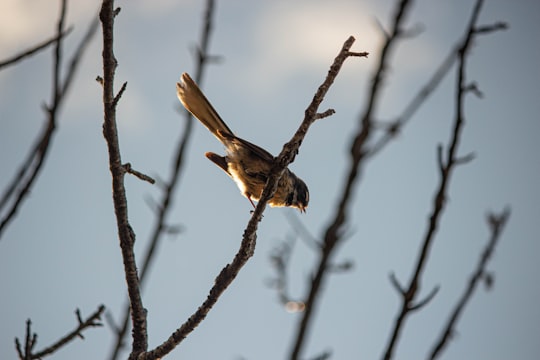 yellow and black bird perched on bare tree branch ] in Nelson New Zealand