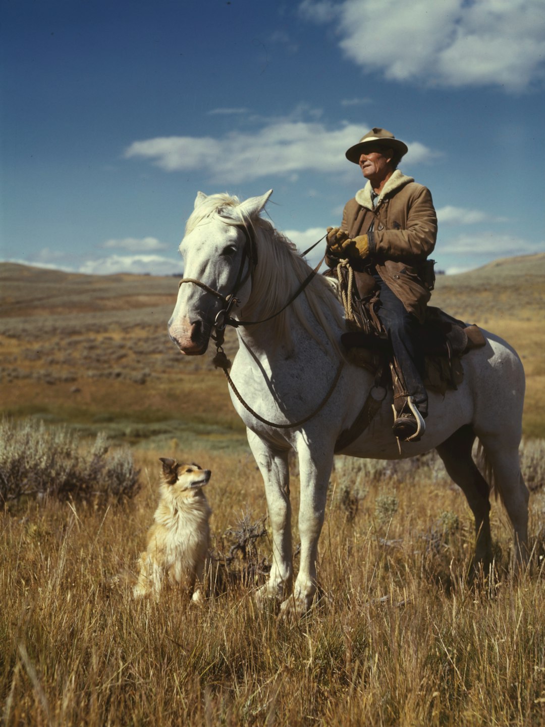 Shepherd with his horse and dog on Gravelly Range, Madison County, Montana. 