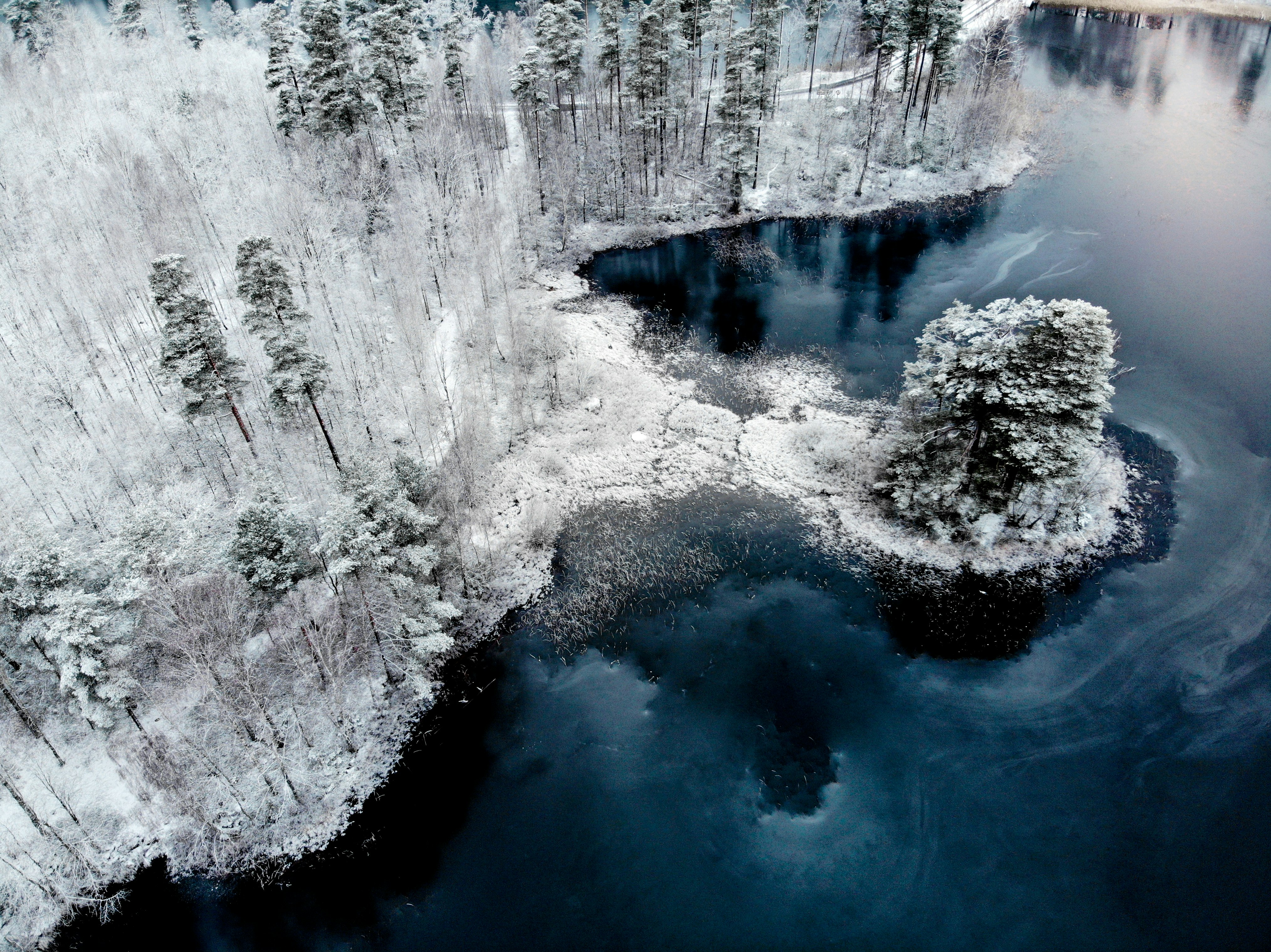 aerial photography of snow-covered land and trees beside blue body of water