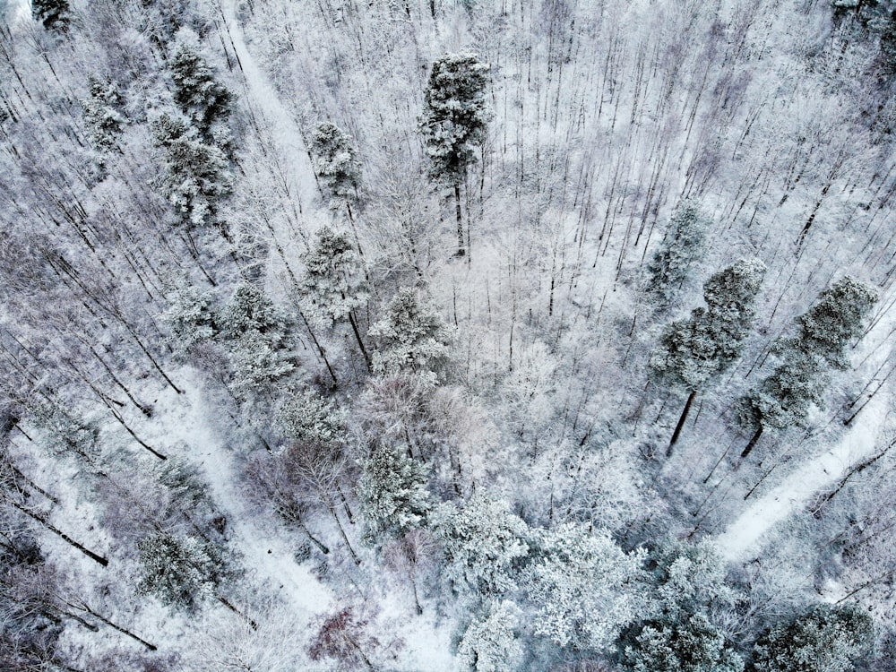 snow covered trees