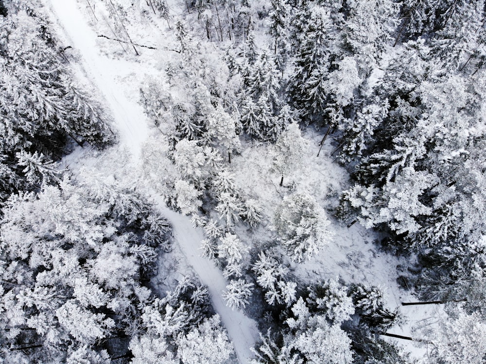 雪に覆われた木々の空中写真