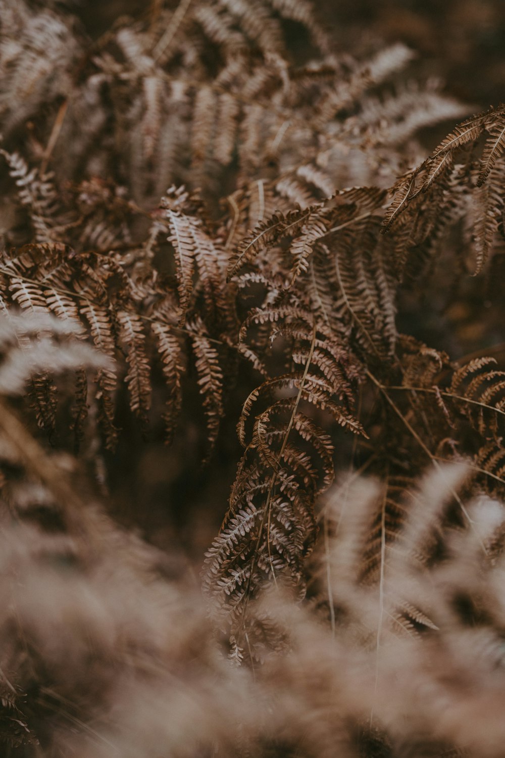 selective focus photography of Boston fern plant