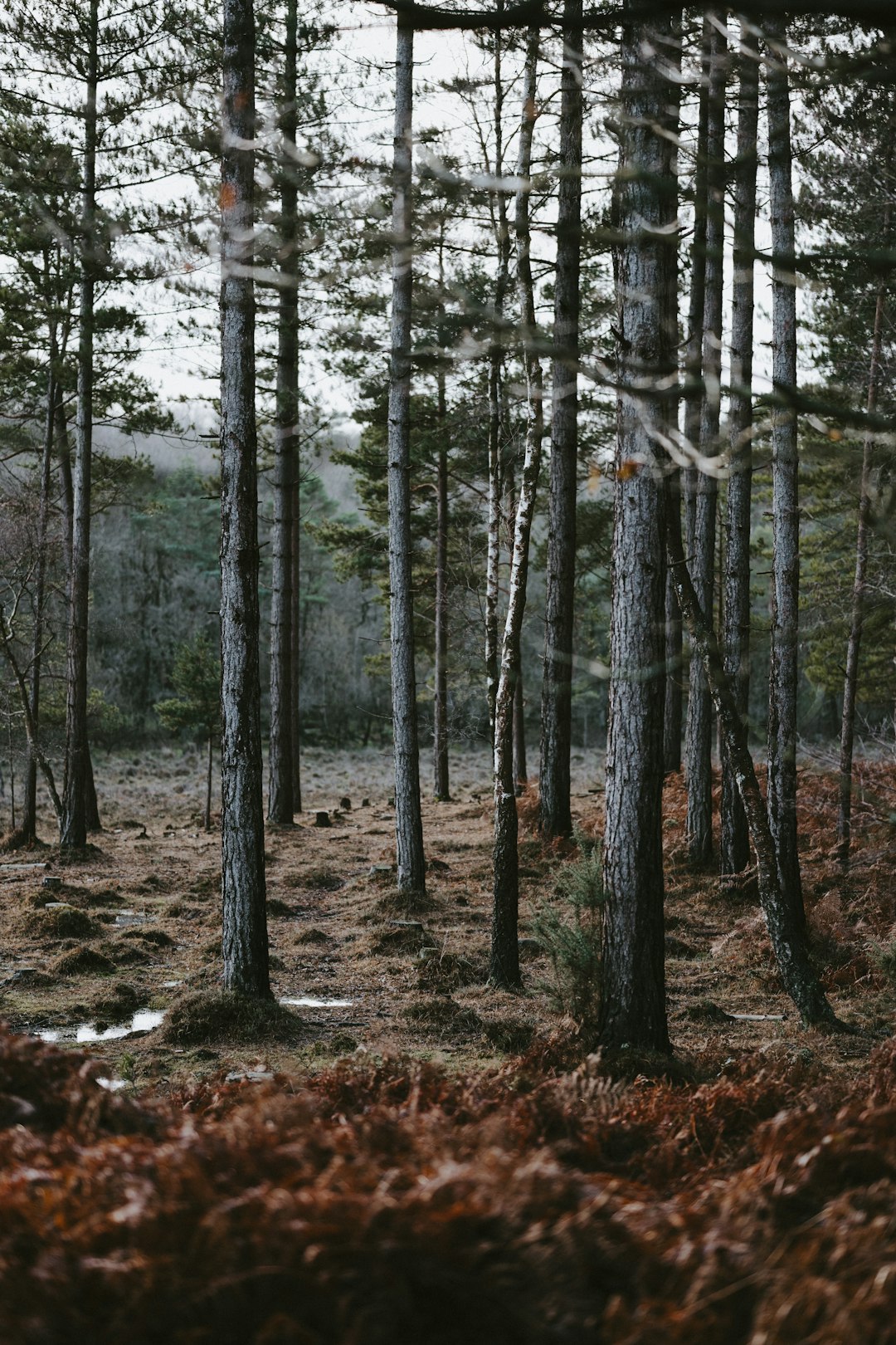 green-leafed trees in the forest during daytime