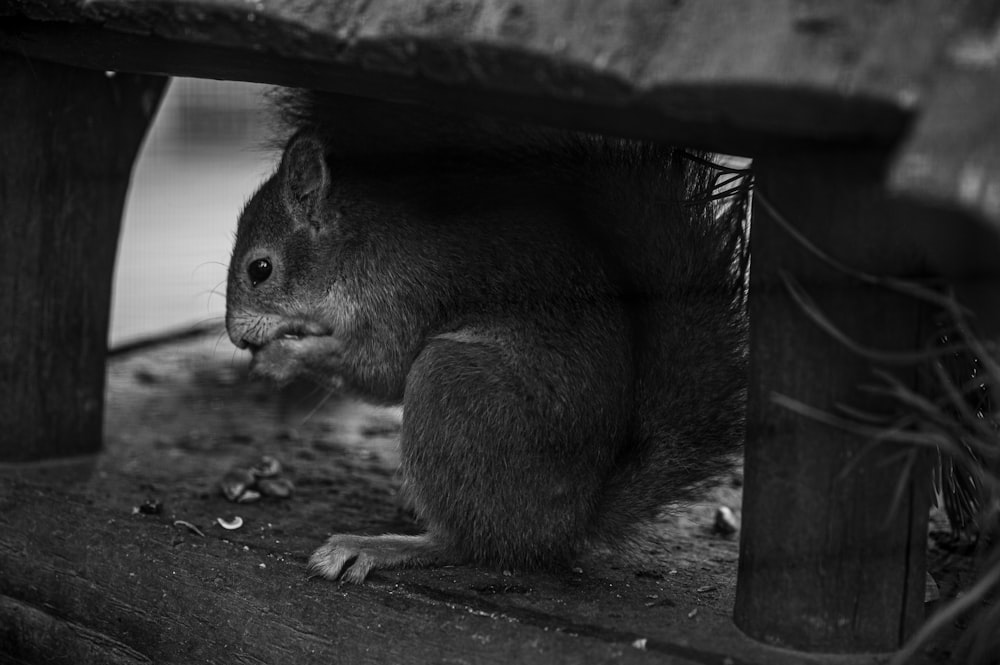 brown squirrel photograph