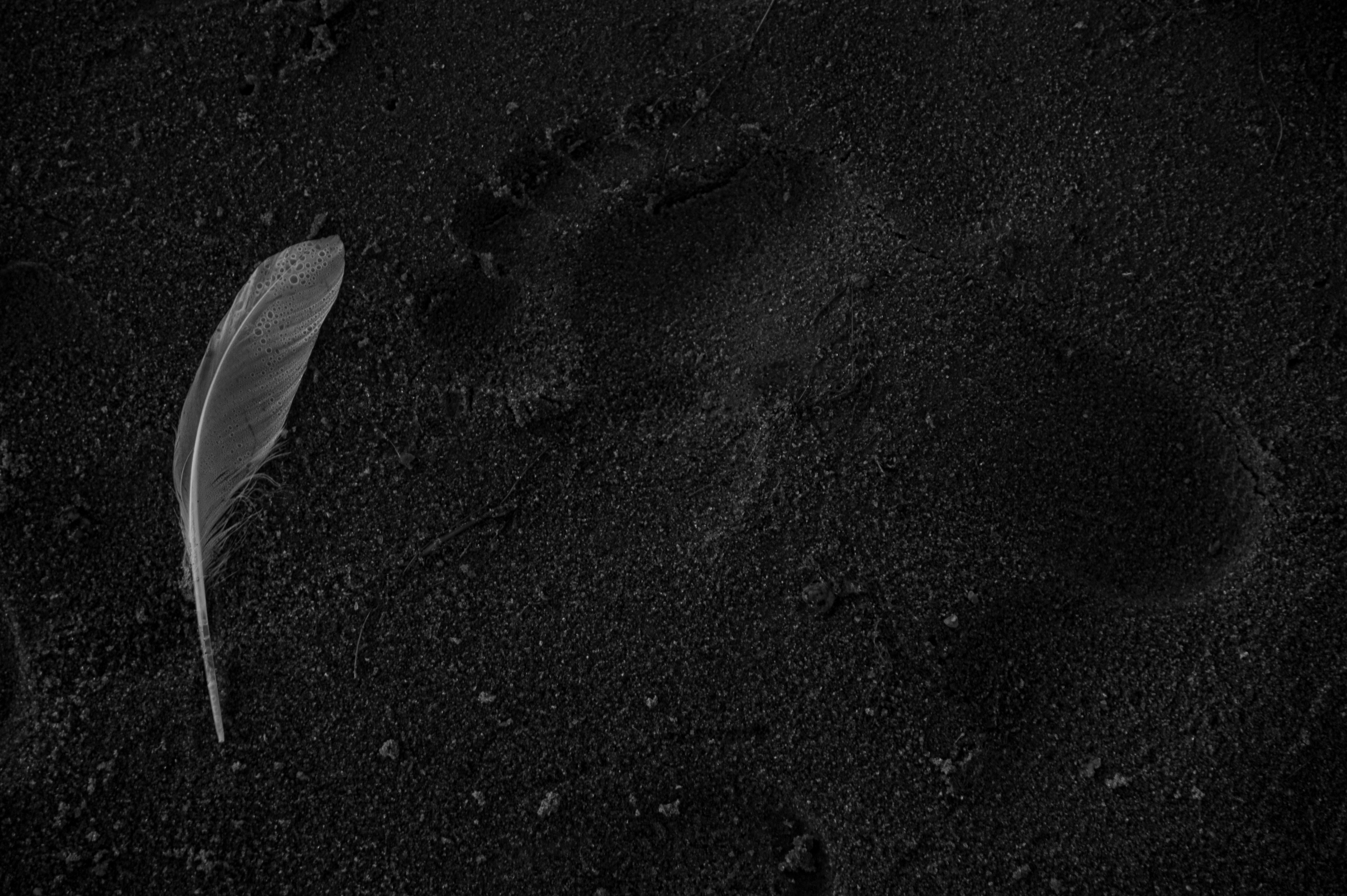 a feather and a bird's foot prints in the sand