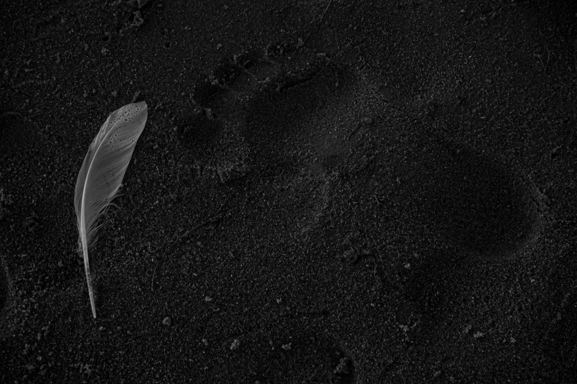 a feather and a bird's foot prints in the sand