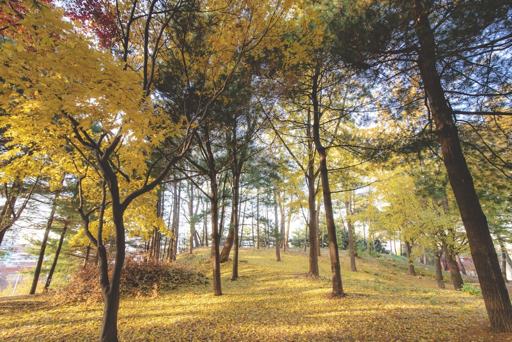 landscape photography of green-leafed trees during daytime