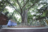 A group of people dressed in white robes are standing in a peaceful outdoor setting, offering what appears to be bowls as part of a ceremonial or religious activity. They are gathered around a large, ancient tree with a thick trunk and expansive branches covered with green leaves. The surrounding area is lush with greenery and under a bright sky, suggesting a serene and sacred atmosphere.