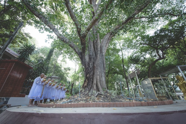 A group of people dressed in white robes are standing in a peaceful outdoor setting, offering what appears to be bowls as part of a ceremonial or religious activity. They are gathered around a large, ancient tree with a thick trunk and expansive branches covered with green leaves. The surrounding area is lush with greenery and under a bright sky, suggesting a serene and sacred atmosphere.