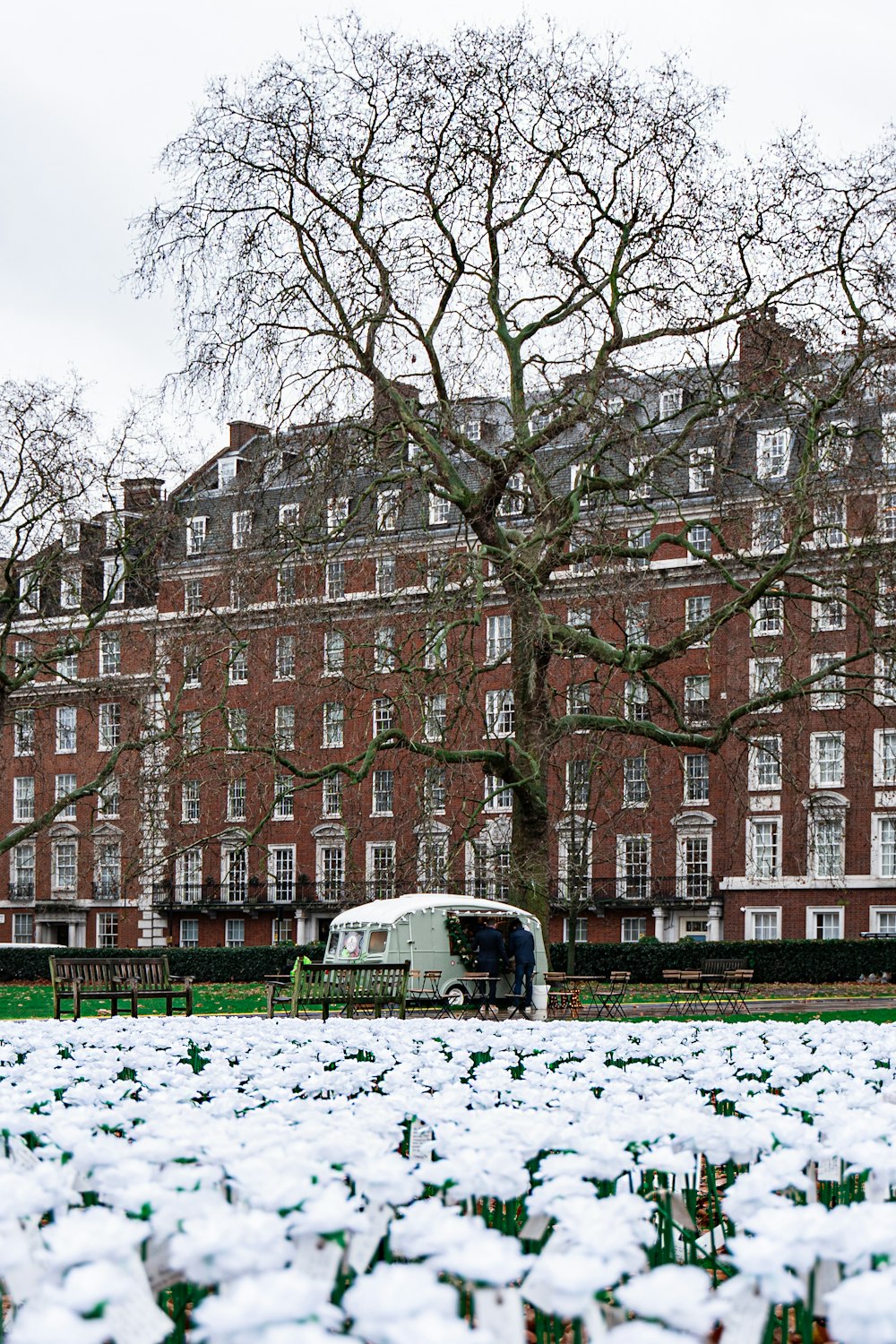 bare tree in front of building