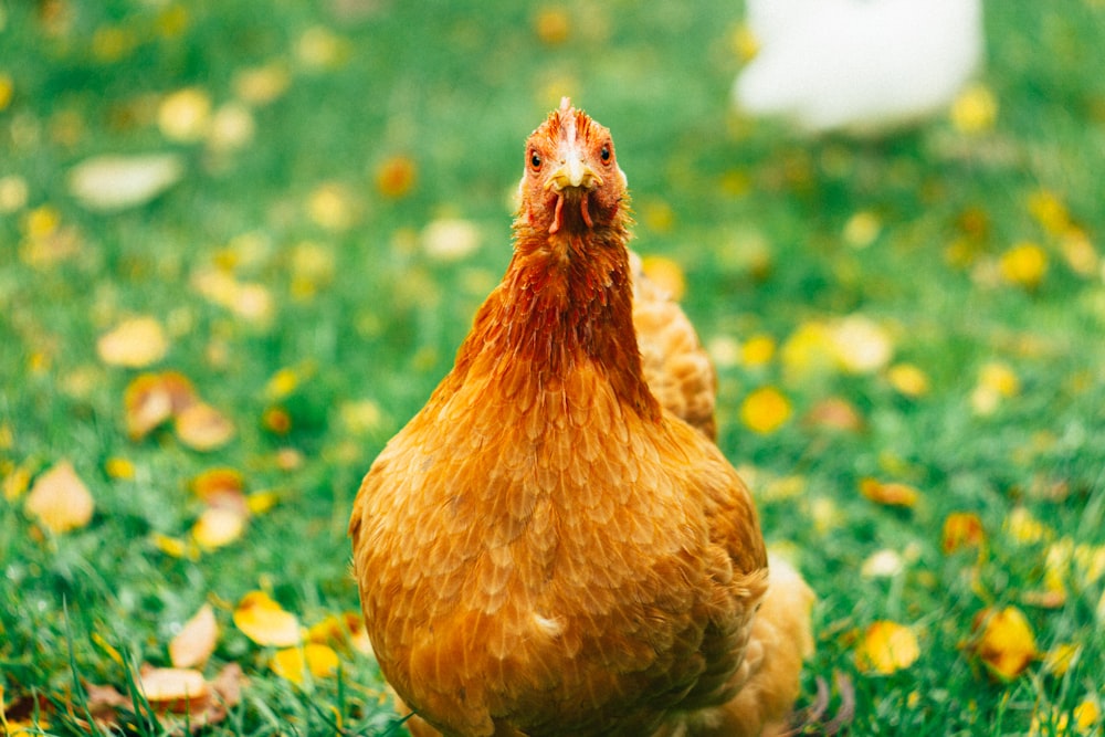 Foto de enfoque superficial de pollo marrón