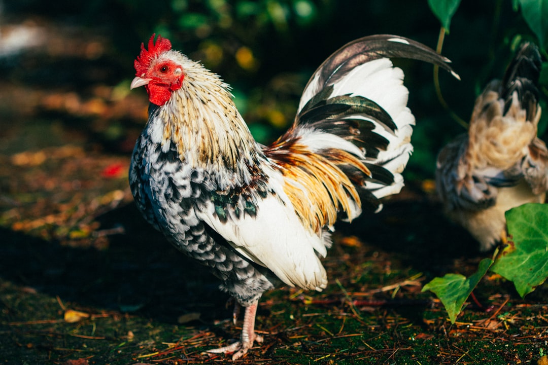 shallow focus photo of white, black, and brown rooster, Serama rooster</p>
<p style="text-align: left; margin-bottom: 1em;"></p>
<p style="text-align: left; margin-bottom: 1em;">*** Thank you for being interested in my pictures! These are my pet chickens and I would love to see what you’re making with their photos! Please do send your creations to hello@sarahhalliday.com ***
