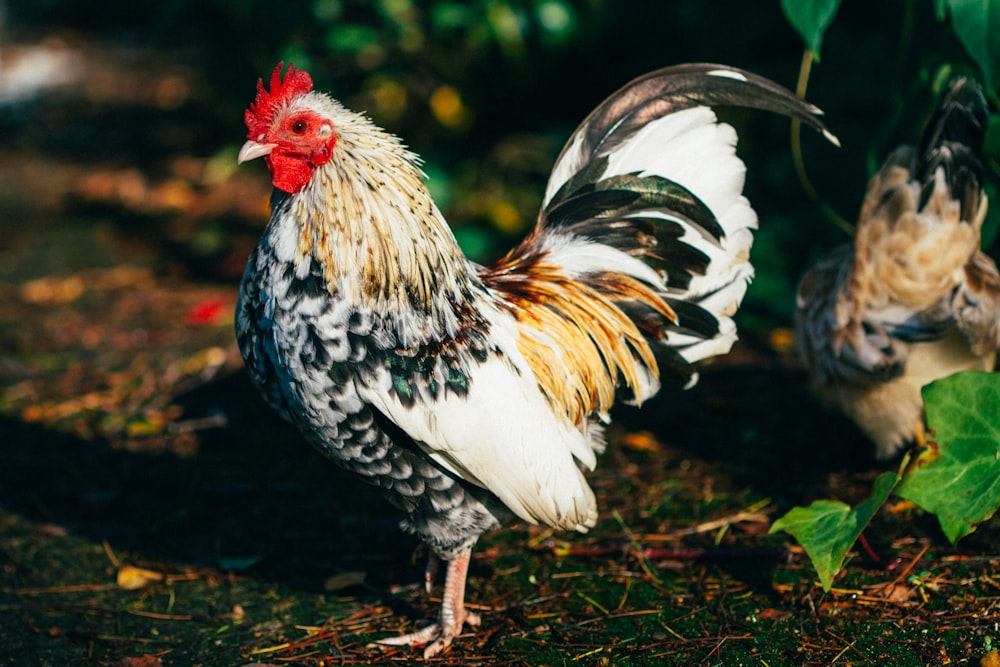 shallow focus photo of white, black, and brown rooster