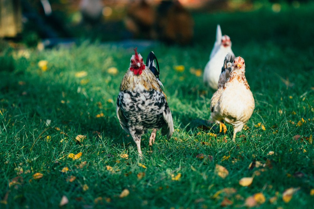 shallow focus photo of white and black rooster