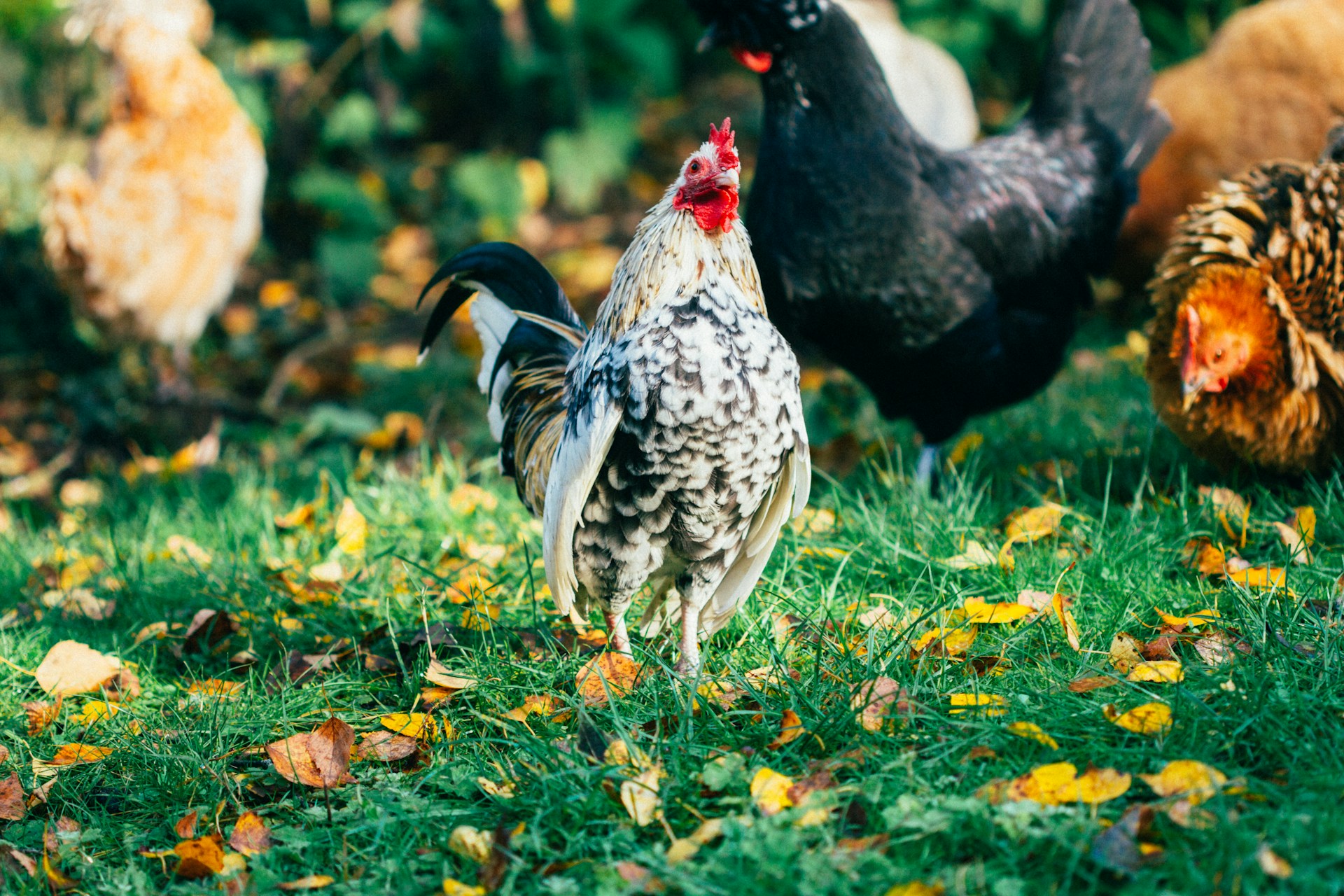 shallow focus photo of white and black rooster