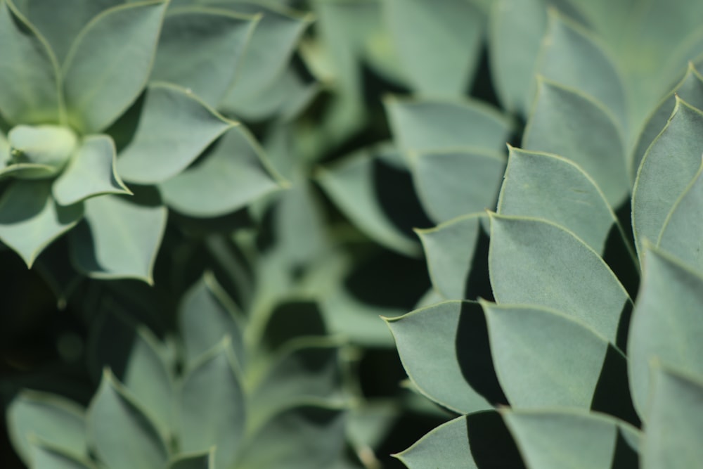 shallow focus photo of green leaves