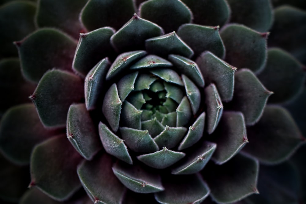 shallow focus photo of green plants