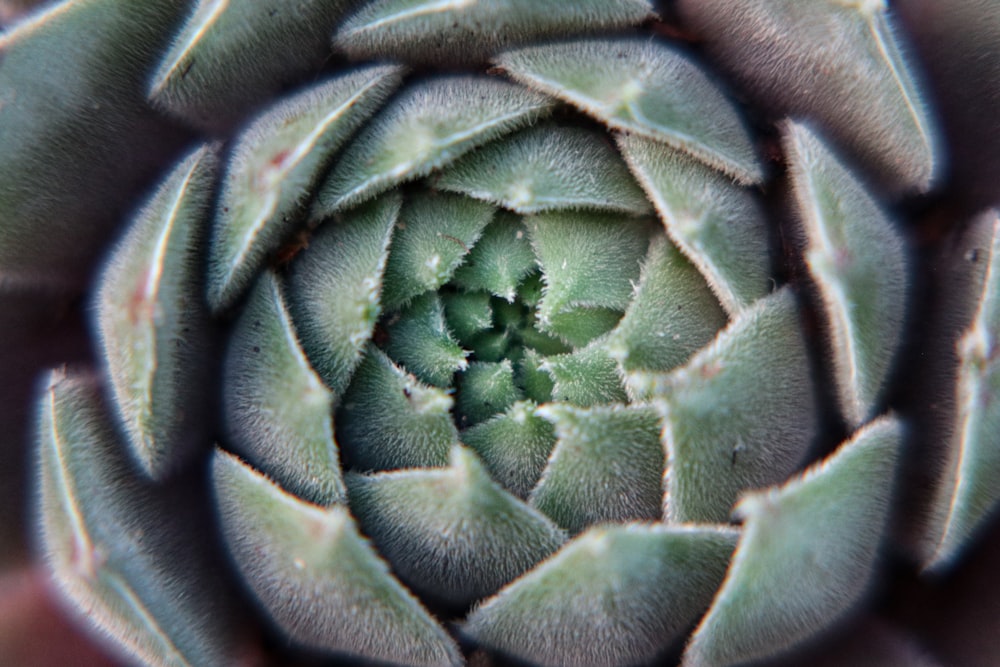 shallow focus photo of green plant