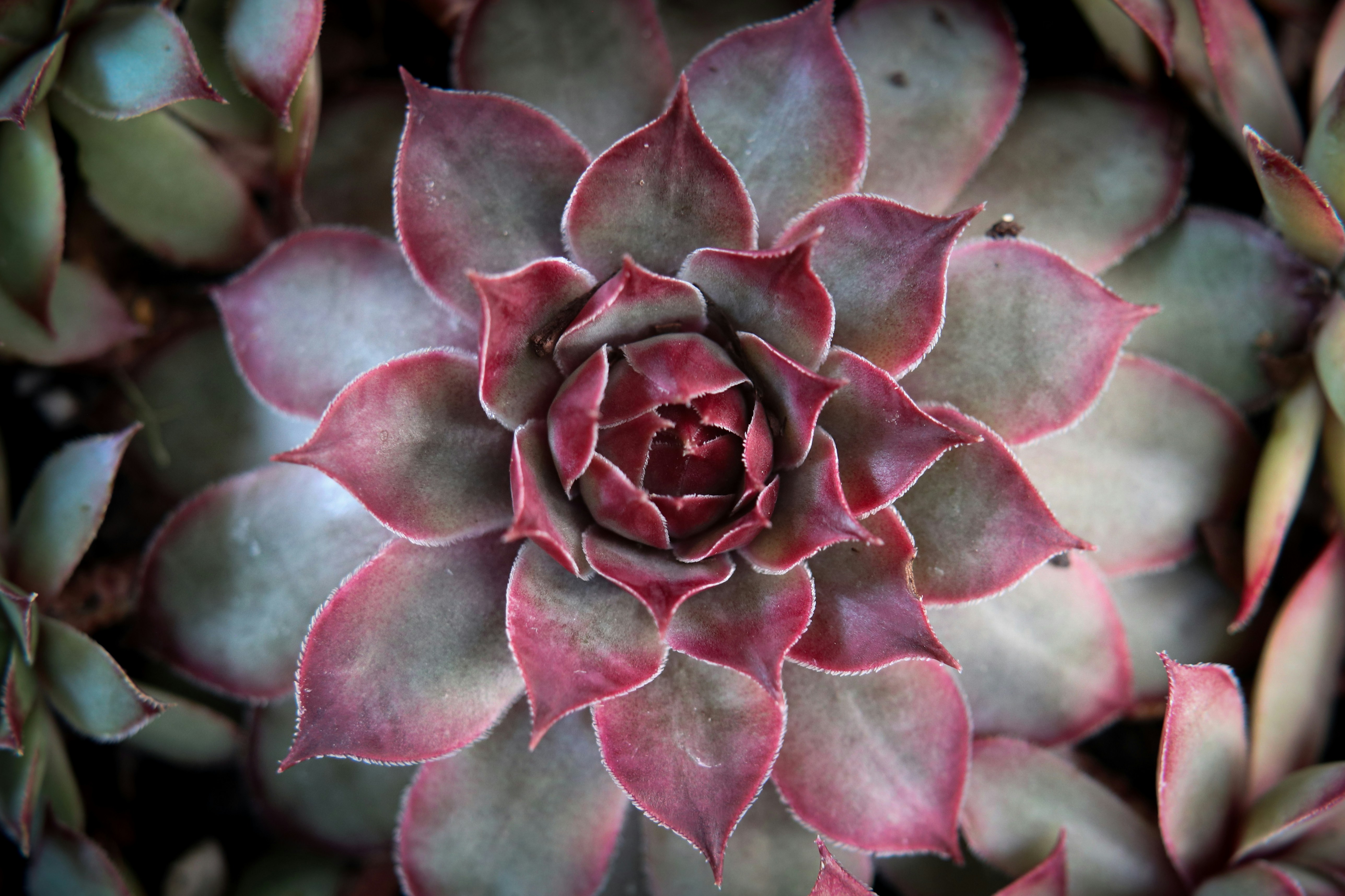 Rare succulent plants: Spiral Rose Succulent with vibrant red petals arranged in a spiral pattern