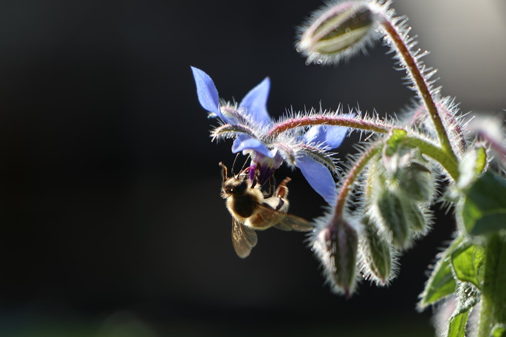 a close up of a bee on a flower