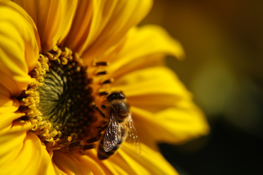 shallow focus photo of bee on yellow flower