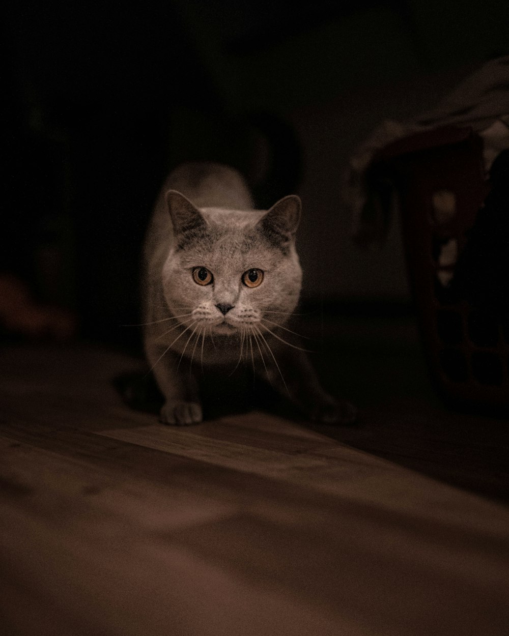 shallow focus photo of gray cat
