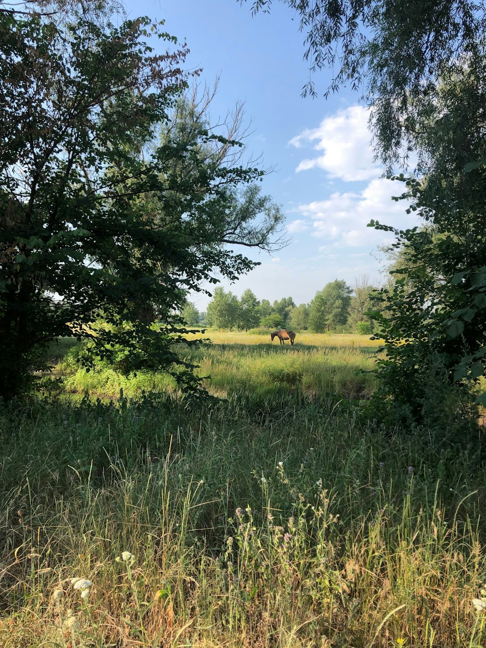 green trees during daytime