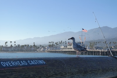 A seagull stands on a wooden beam labeled 'OVERHEAD CASTING' near a pier. In the background, an American flag waves on a flagpole, and a row of palm trees lines the waterfront against a backdrop of misty mountains. Several birds are flying in the sky, and fishing rods are visible.